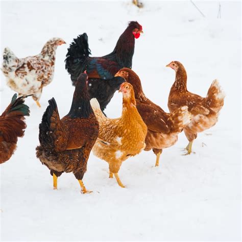 chicken breeds hardy for cold weather